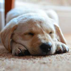 Видеть во сне много щенков собаки, которые за вами увязались по пути домой, вас ожидает поездка или рабочая командировка